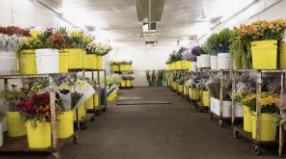 High-volume floral walk-in cooler with rows of flower buckets